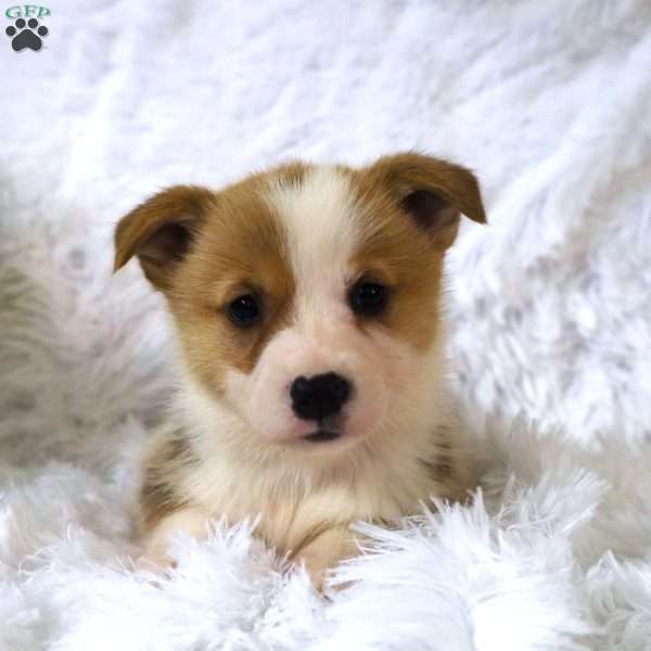 Pumkin, Pembroke Welsh Corgi Puppy